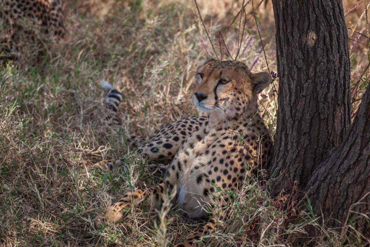 Serengeti Mawe Camp Exterior foto